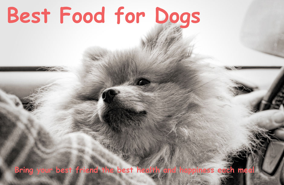 Best Food For Dogs Begins With Nutrition and Information